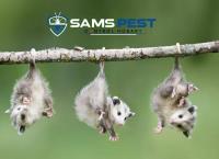 Sams Possum Removal Hobart image 12